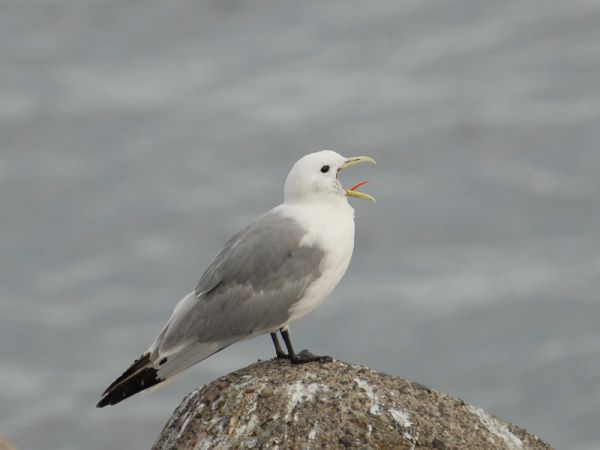 ミツユビカモメ
