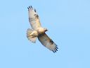 室蘭・渡りの鳥