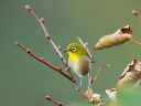 室蘭・渡りの鳥２