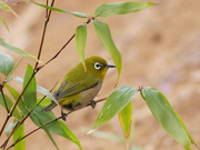 散歩道の鳥たち
