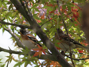 2009年晩秋の公園