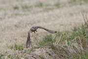 チョウゲンボウ
