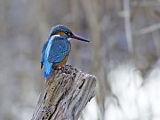 新春の公園