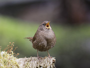 初夏の高原の鳥たち