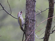 初夏の信州の鳥たち