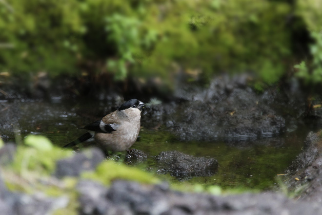 ウソの画像