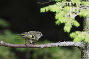 キクイタダキの画像