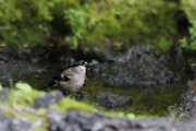ウソの画像