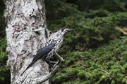 ホシガラスの画像