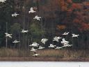 新潟・渡りの鳥