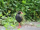 沖縄の鳥たち