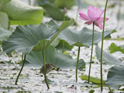 '09年夏の思い出