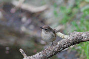 ノゴマ♀