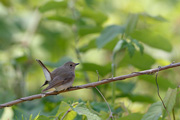 オオルリ♀