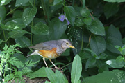 カラアカハラ
