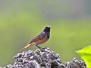 与那国島の鳥１