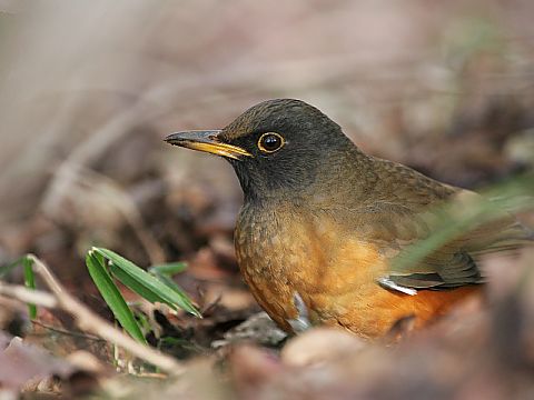 アカハラ アカハラの画像