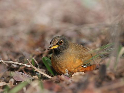 アカハラ アカハラの画像