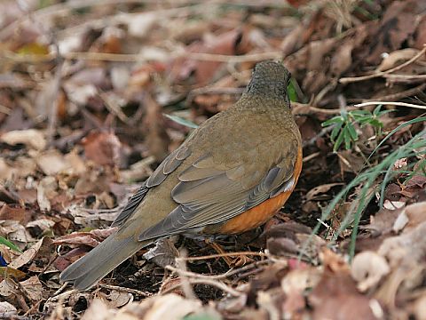 アカハラ アカハラの画像
