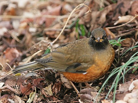アカハラ アカハラの画像