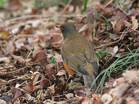 アカハラ アカハラの画像