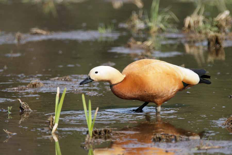 アカツクシガモ♂ アカツクシガモ♂の画像
