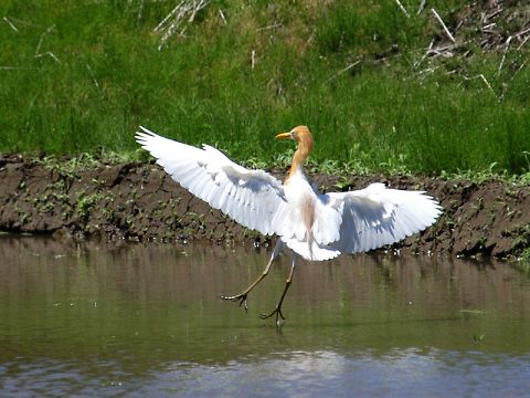 アマサギ アマサギの画像