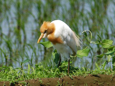 アマサギ アマサギの画像