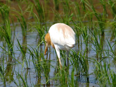 アマサギ アマサギの画像