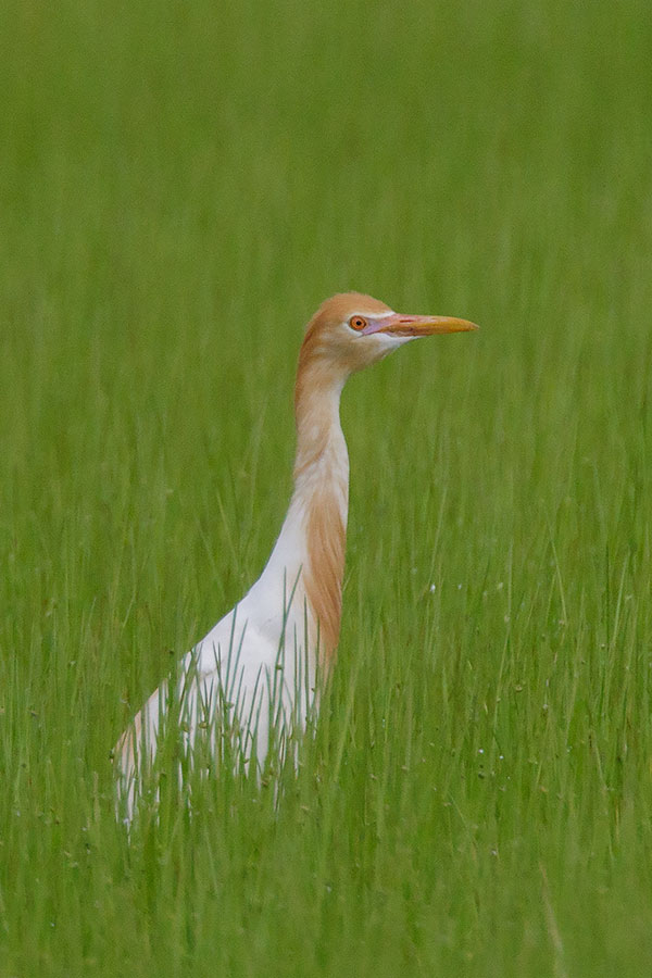 アマサギ アマサギの画像