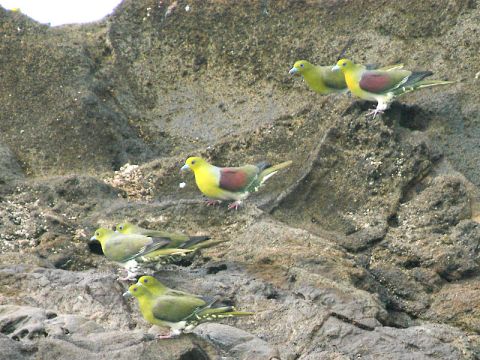 アオバト アオバトの画像