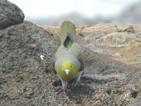 アオバト アオバトの画像