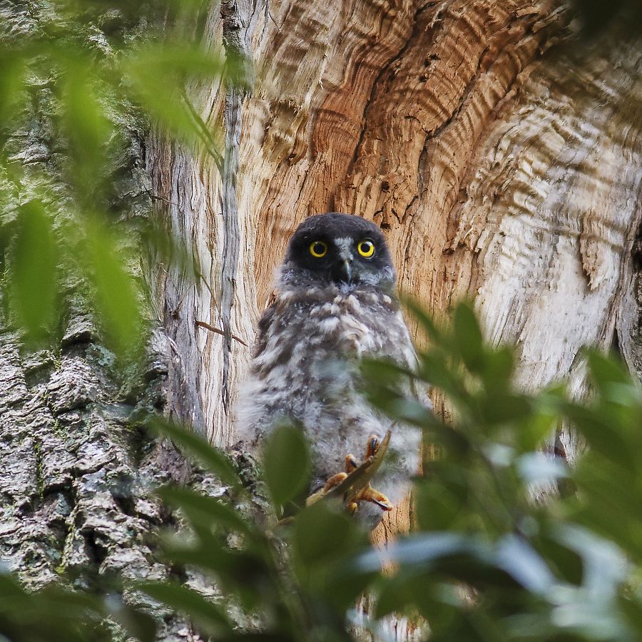 アオバズク アオバズクの画像