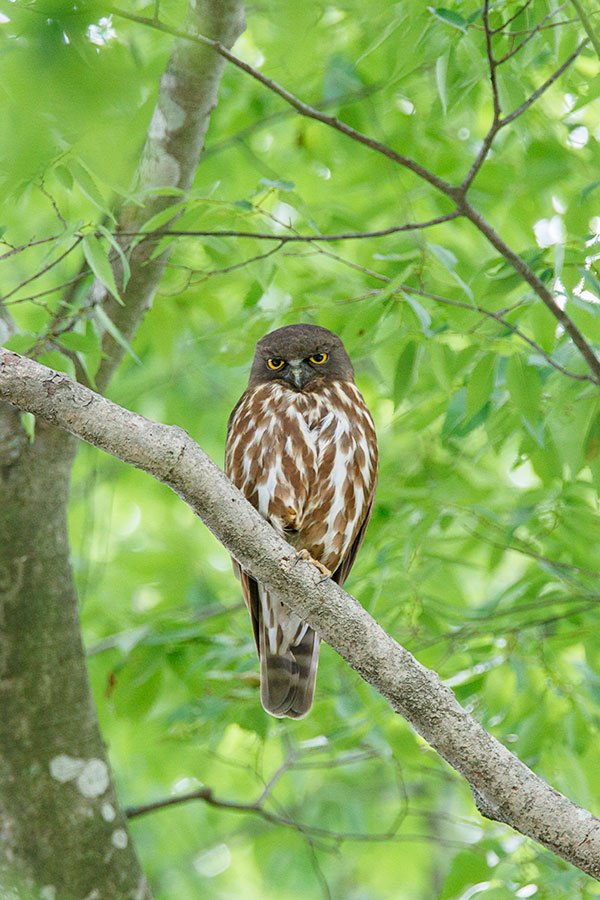 アオバズクの画像