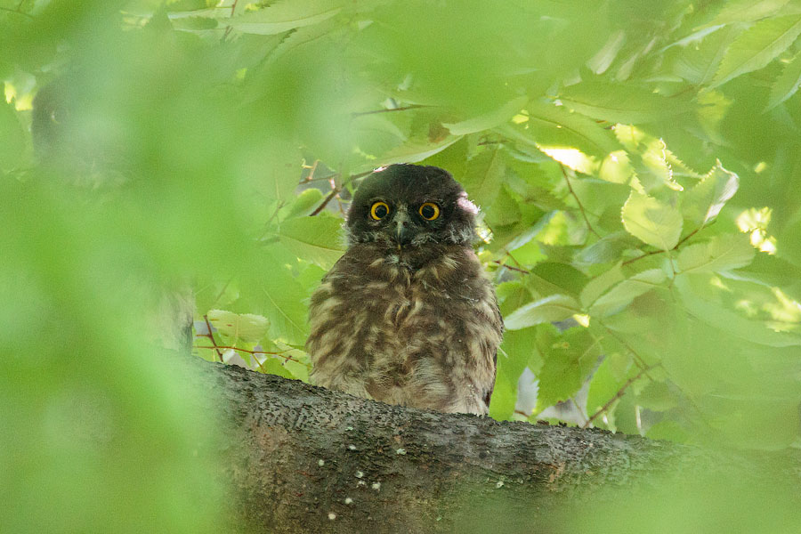 アオバズク アオバズクの画像