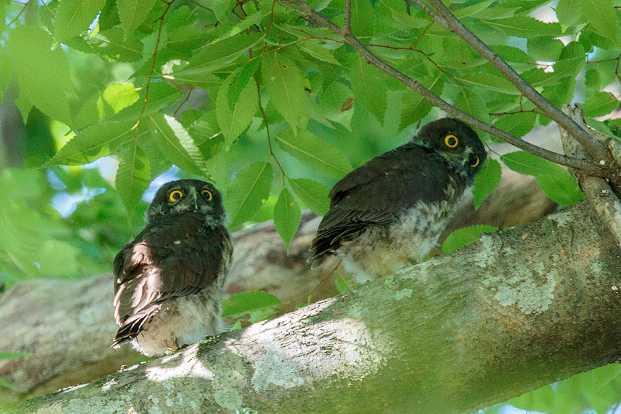 アオバズク アオバズクの画像