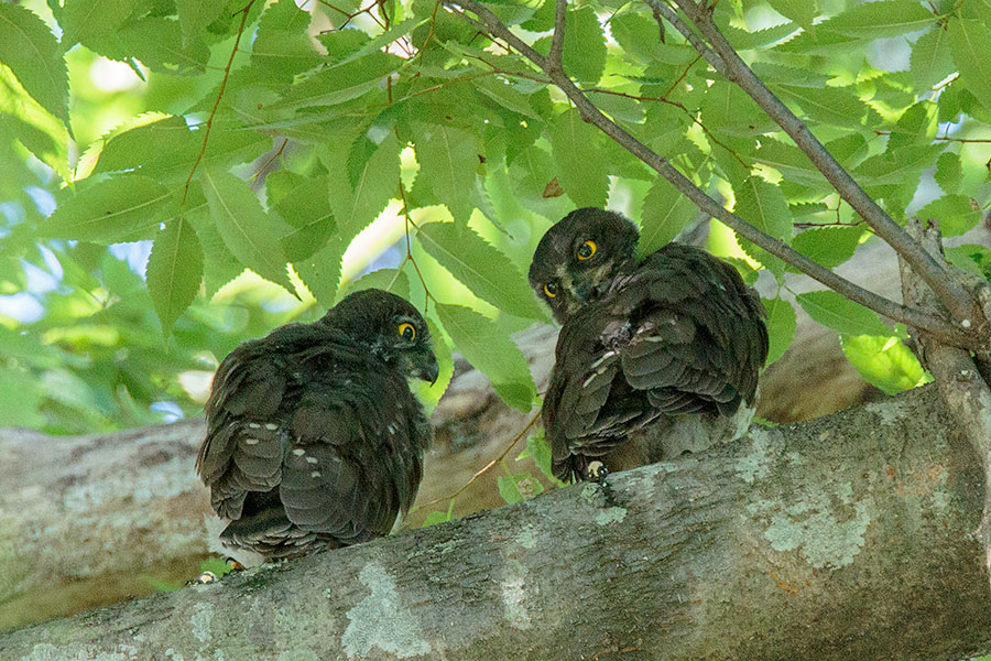 アオバズク アオバズクの画像