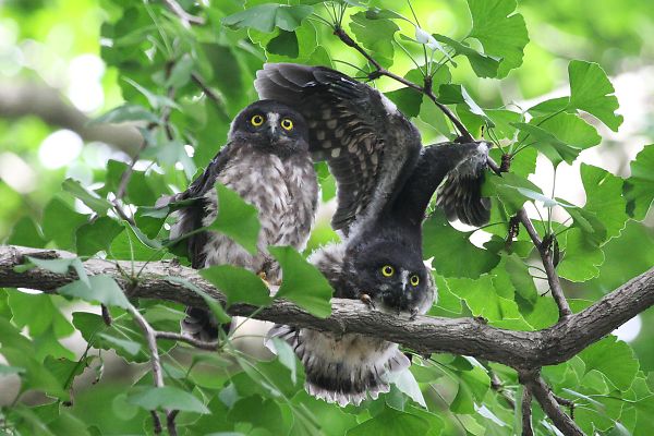 アオバズク アオバズクの画像