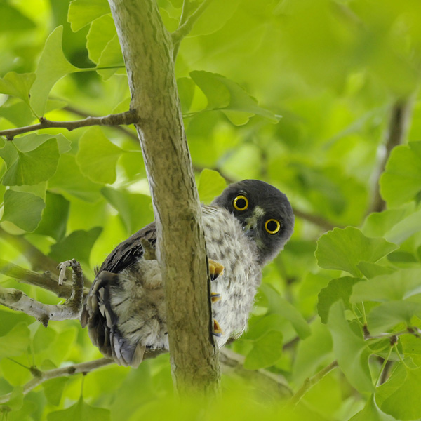 アオバズク アオバズクの画像
