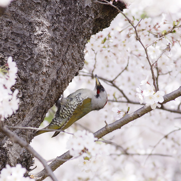 アオゲラ aogeraの画像