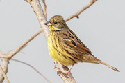 アオジ</a></li>
