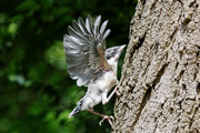 オナガ 幼鳥