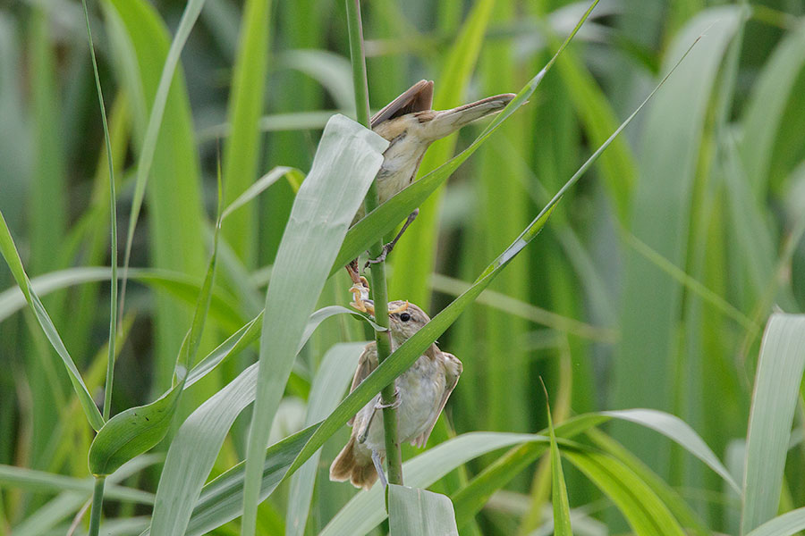 オオヨシキリの画像