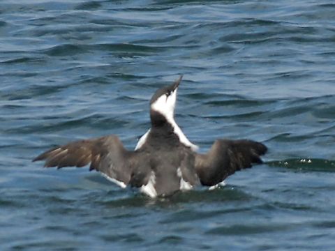 ウミガラスの画像