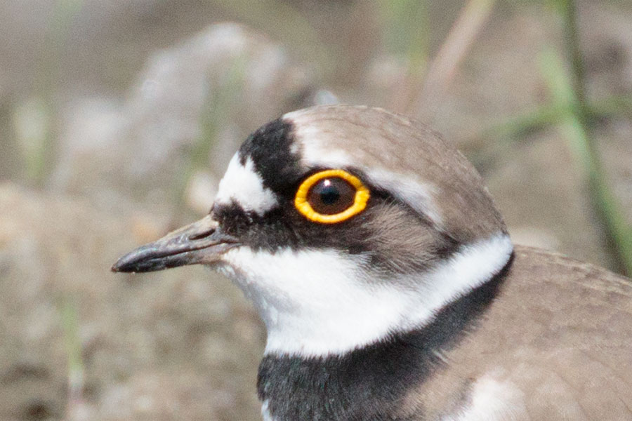 コチドリの画像