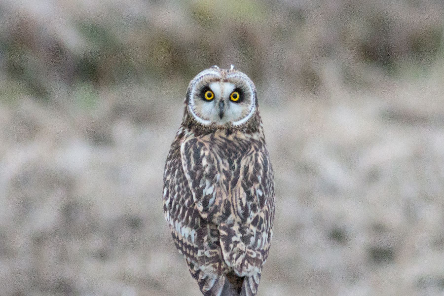 コミミズクの画像