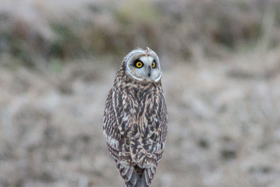コミミズクの画像