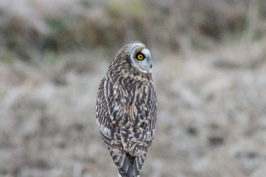 コミミズクの画像