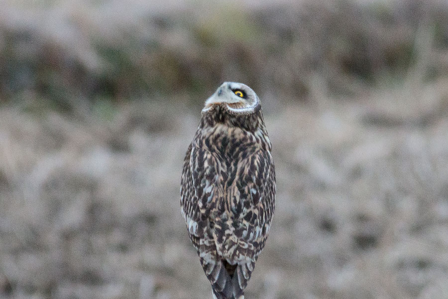 コミミズクの画像
