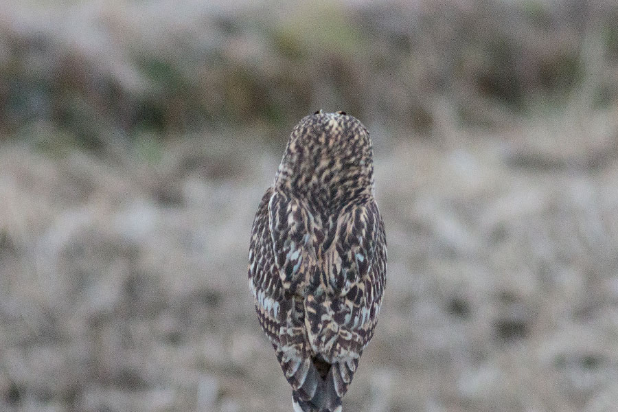 コミミズクの画像